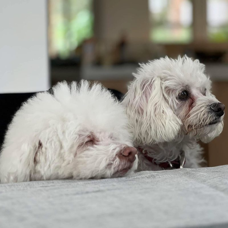 Cookie and Patata, Marc Mulvaney's two small white dogs, resting side by side